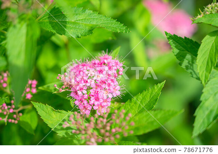 Shimotsuke's flower Shimotsuke's flower 78671776
