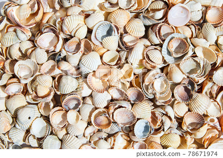 Summer background pattern from seashells. Close-up, top view. Summer background pattern from seashells. Close-up, top view. 78671974