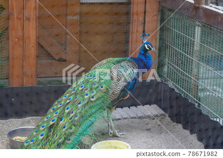 印度孔雀 ~ 相模原麻美造公園 Fureai Animal Square ~ 印度孔雀 ~ 相模原麻美造公園 Fureai Animal Square ~ 78671982