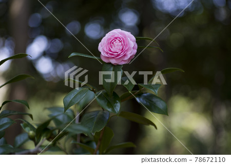 粉色山茶花盛開。學名是山茶。 78672110