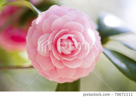 粉色山茶花盛開。學名是山茶。 78672111