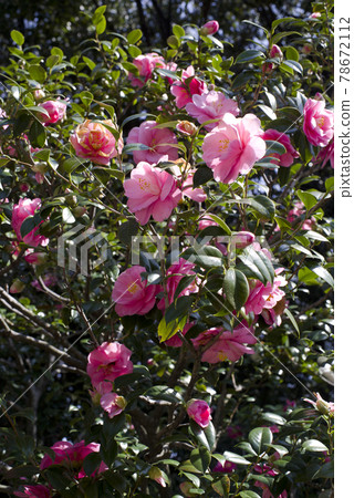 粉色山茶花盛開。學名是山茶。 78672112
