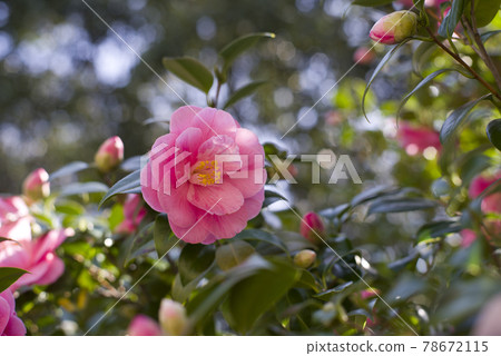 Pink camellia flowers are in bloom. The scientific name is Camellia japonica. Pink camellia flowers are in bloom. The scientific name is Camellia japonica. 78672115