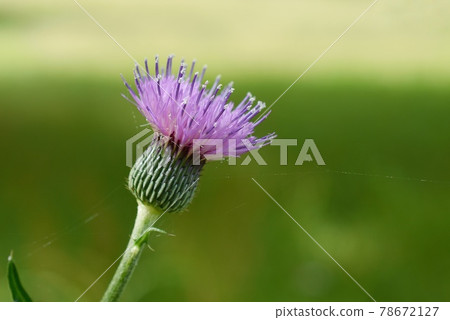 薊花 薊花 78672127