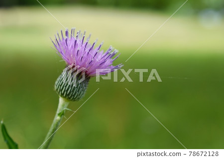 薊 薊 78672128