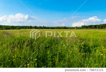 Russian field in summer in Russia 78672131