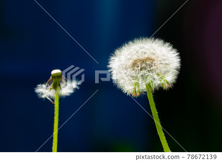 dandelions with white feathers in summer dandelions with white feathers in summer 78672139