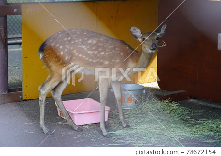 梅花鹿-相模原麻水造公園 Fureai Animal Square- 梅花鹿-相模原麻水造公園 Fureai Animal Square- 78672154