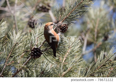 戳松果的雄性交喙鳥 戳松果的雄性交喙鳥 78672222