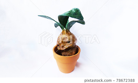 在花盆的藥草曼德拉草 78672388