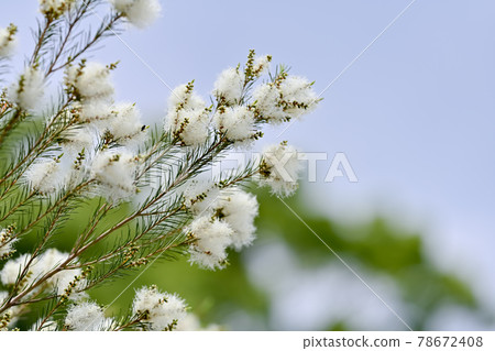 Tea tree Tea tree 78672408