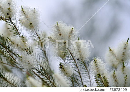 Tea tree Tea tree 78672409
