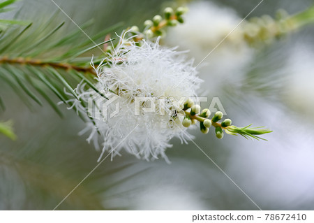 Tea tree Tea tree 78672410