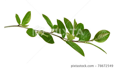 Waved twig with green leaves isolated 78672549