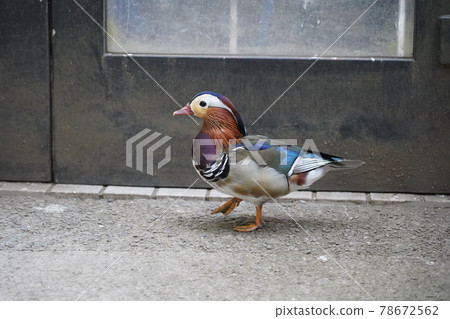 Mandarin duck ~ Sagamihara Asamizo Park Fureai Animal Square ~ Mandarin duck ~ Sagamihara Asamizo Park Fureai Animal Square ~ 78672562