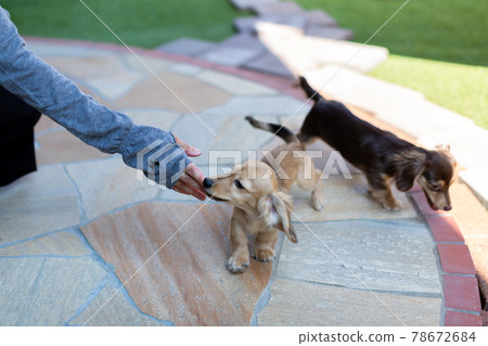 Kaninhen 臘腸犬幼犬 78672684