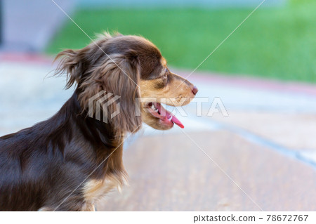 Kaninhen Dachshund Puppies Kaninhen Dachshund Puppies 78672767