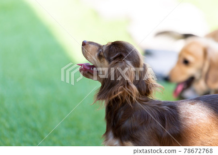 Kaninhen 臘腸犬幼犬 Kaninhen 臘腸犬幼犬 78672768