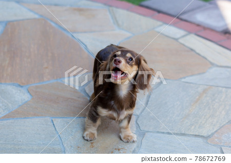 Kaninhen 臘腸犬幼犬 Kaninhen 臘腸犬幼犬 78672769