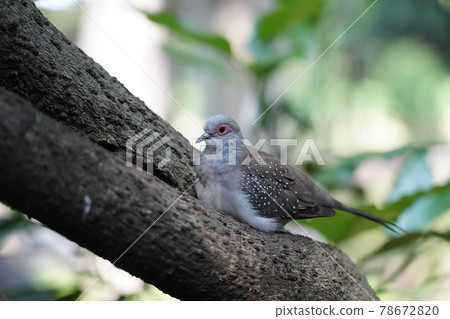 Diamond dove ~ Sagamihara Asamizo Park Fureai Animal Square ~ 78672820