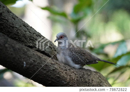 Diamond dove ~ Sagamihara Asamizo Park Fureai Animal Square ~ Diamond dove ~ Sagamihara Asamizo Park Fureai Animal Square ~ 78672822