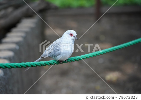 Diamond dove ~ Sagamihara Asamizo Park Fureai Animal Square ~ Diamond dove ~ Sagamihara Asamizo Park Fureai Animal Square ~ 78672828