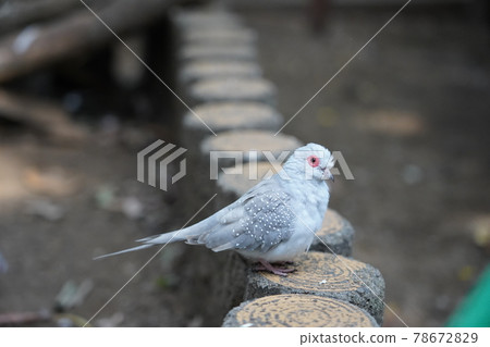Diamond dove ~ Sagamihara Asamizo Park Fureai Animal Square ~ 78672829