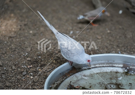 Diamond dove ~ Sagamihara Asamizo Park Fureai Animal Square ~ Diamond dove ~ Sagamihara Asamizo Park Fureai Animal Square ~ 78672832