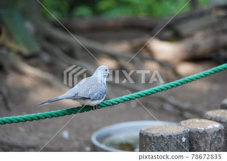 Diamond dove ~ Sagamihara Asamizo Park Fureai Animal Square ~ Diamond dove ~ Sagamihara Asamizo Park Fureai Animal Square ~ 78672835