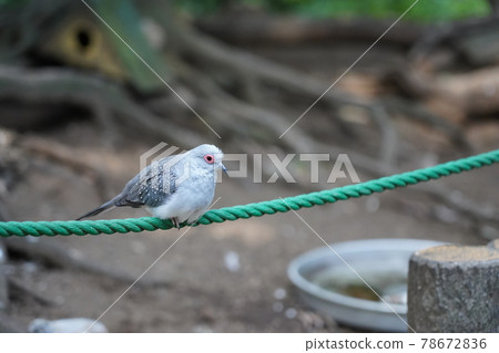 鑽石鴿子 相模原麻美藏公園fureai動物廣場 照片素材 圖片 圖庫