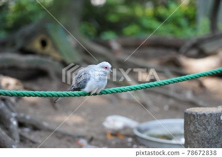 Diamond dove ~ Sagamihara Asamizo Park Fureai Animal Square ~ Diamond dove ~ Sagamihara Asamizo Park Fureai Animal Square ~ 78672838