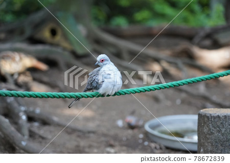 Diamond dove ~ Sagamihara Asamizo Park Fureai Animal Square ~ Diamond dove ~ Sagamihara Asamizo Park Fureai Animal Square ~ 78672839