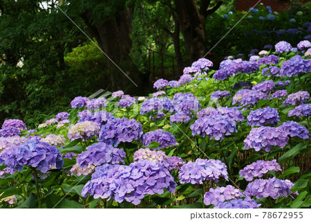 Purple hydrangea spreading all over Purple hydrangea spreading all over 78672955