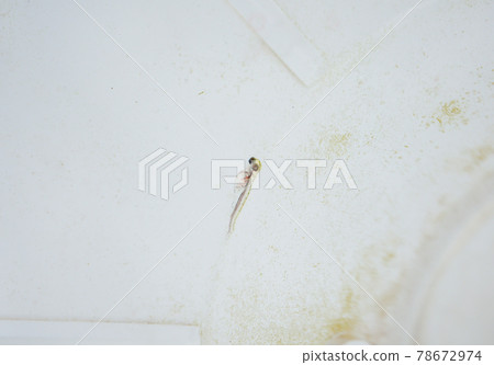 金魚苗（孵化後立即）02 78672974