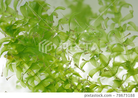 金魚苗（孵化第10天）03 78673188