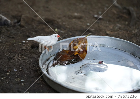Shirabuncho ~ Sagamihara Asamizo Park Fureai Animal Square ~ 78673230