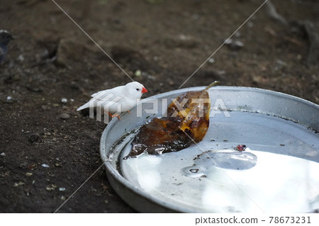 白文町～相模原麻美造公園 Fureai Animal Square～ 78673231