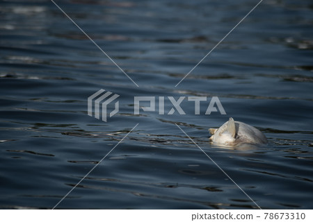 漂浮在河中的魚屍體 漂浮在河中的魚屍體 78673310