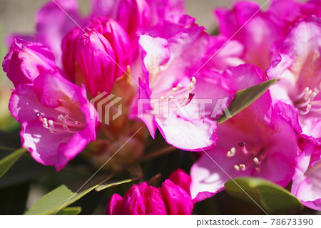石楠花園的杜鵑花盛開。這種杜鵑花的名字是Okuhayade。 石楠花園的杜鵑花盛開。這種杜鵑花的名字是Okuhayade。 78673390