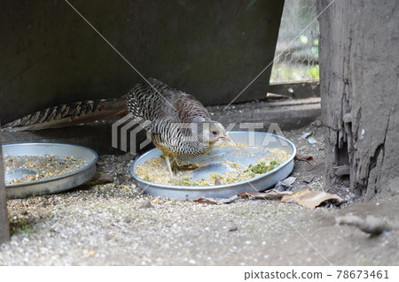 雌性金雉 相模原麻美造公園fureai動物廣場 照片素材 圖片 圖庫