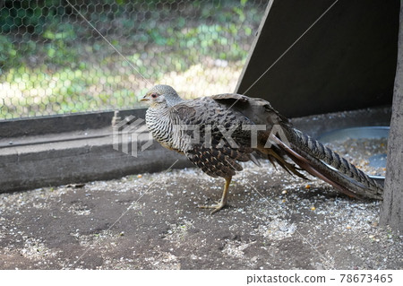 雌性金雉 相模原麻美造公園fureai動物廣場 照片素材 圖片 圖庫