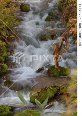 Bright green chatsubomi moss that grows mysteriously Bright green chatsubomi moss that grows mysteriously 78673554