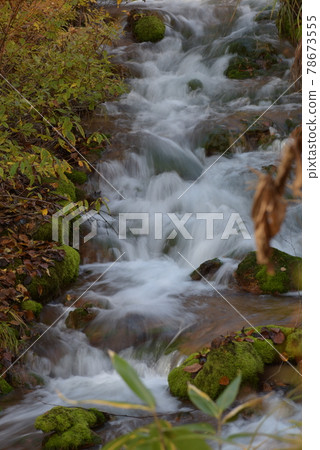 Bright green chatsubomi moss that grows mysteriously Bright green chatsubomi moss that grows mysteriously 78673555