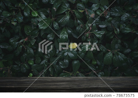 Wooden table board with dark green leaf background as frame and copy space for product show. the wood table is old style 78673575