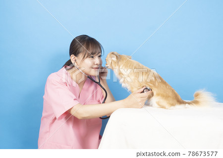 女獸醫檢查狗 78673577