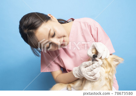 A female veterinarian treating a dog A female veterinarian treating a dog 78673580