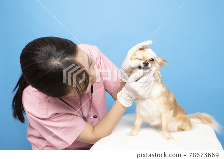 A female veterinarian examining a dog A female veterinarian examining a dog 78673669