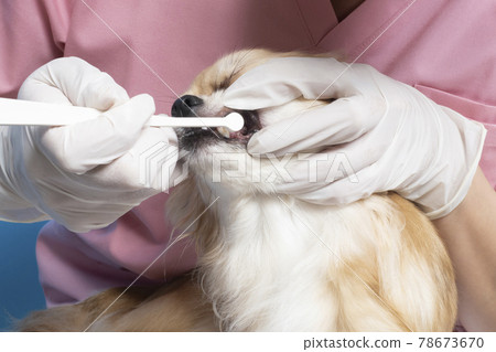 At the hands of a female veterinarian brushing her dog's teeth At the hands of a female veterinarian brushing her dog's teeth 78673670