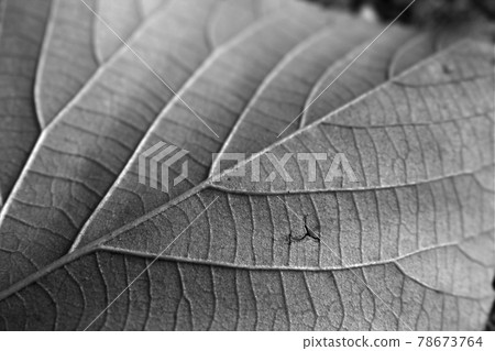 Leaf 78673764