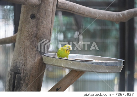 Budgerigar-Sagamihara Asamizo Park Fureai Animal Square- Budgerigar-Sagamihara Asamizo Park Fureai Animal Square- 78673927